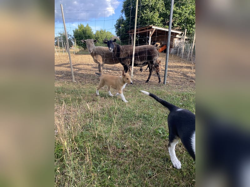 Pflegeleichter Kurzhaar-Collie Fiete