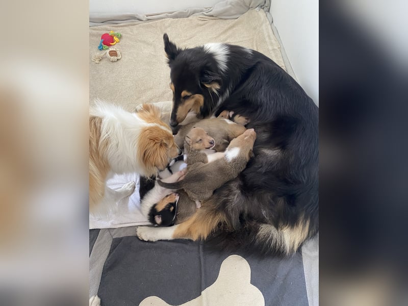 Pflegeleichter Kurzhaar-Collie Fiete