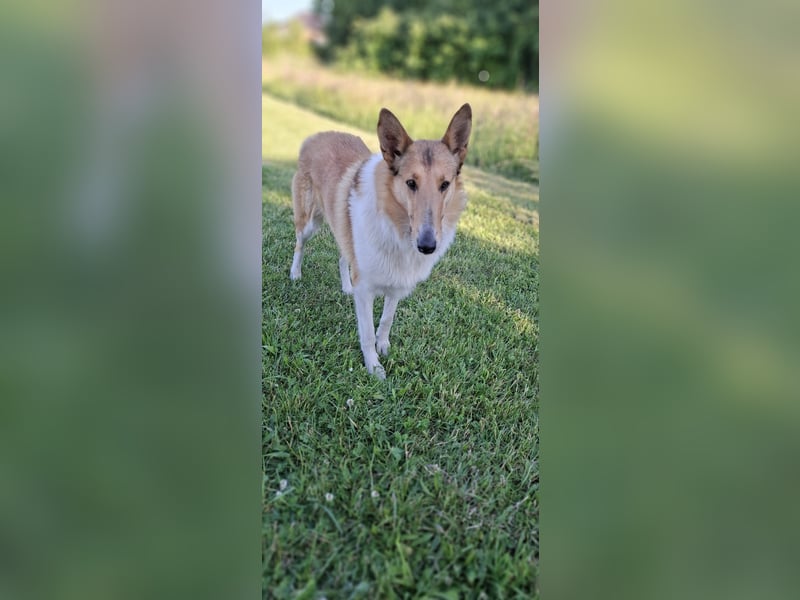 Pflegeleichter Kurzhaar-Collie Fiete