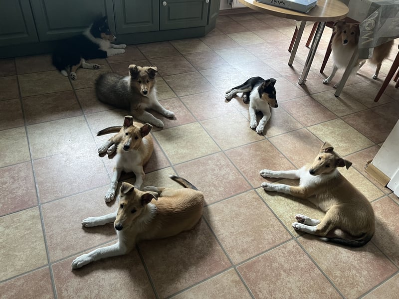 Pflegeleichter Kurzhaar-Collie Fiete