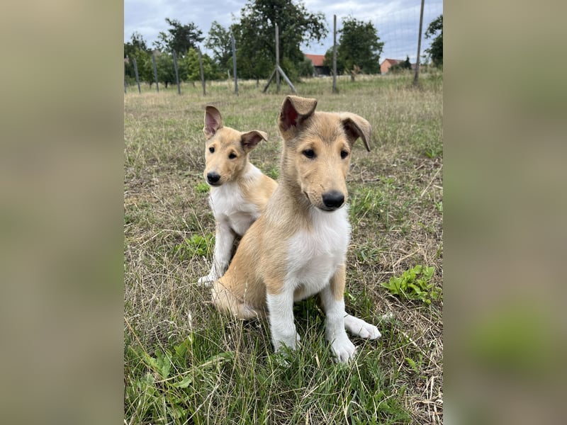Pflegeleichter Kurzhaar-Collie Fiete