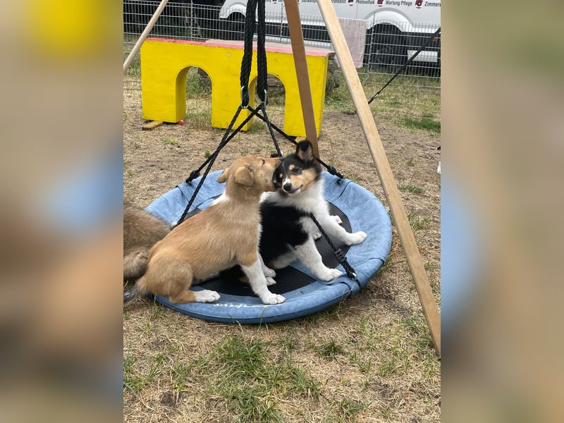 Pflegeleichter Kurzhaar-Collie Fiete