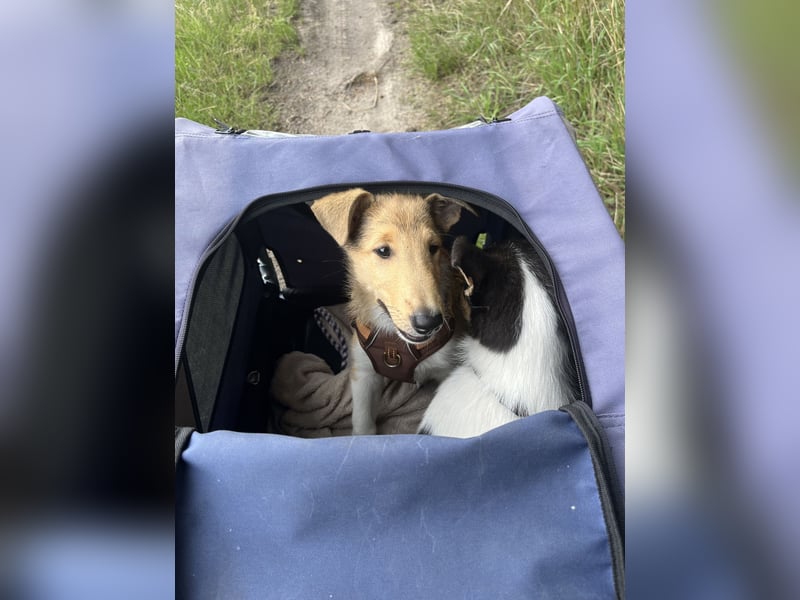 Pflegeleichter Kurzhaar-Collie Fiete