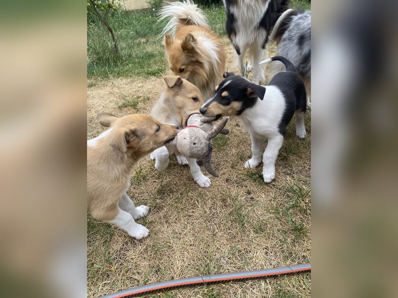 Pflegeleichter Kurzhaar-Collie Fiete