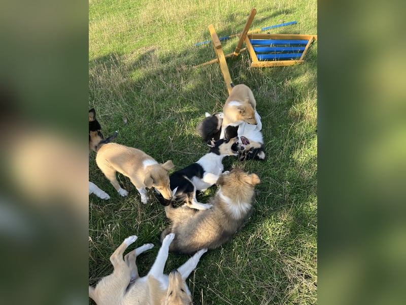 Pflegeleichter Kurzhaar-Collie Fiete
