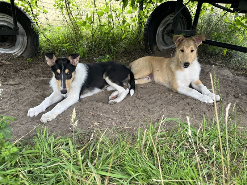 Pflegeleichter Kurzhaar-Collie Fiete