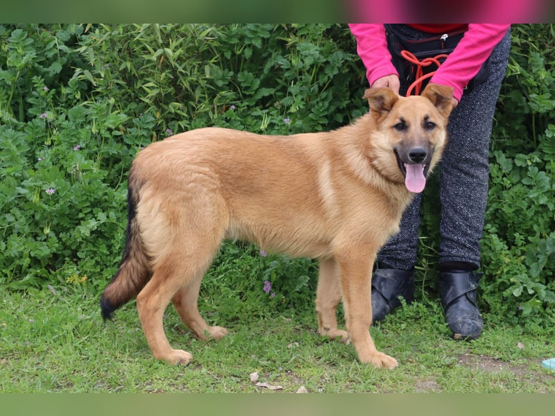 Boss, Mix Collie / Schäferhund, lieb und verträglich