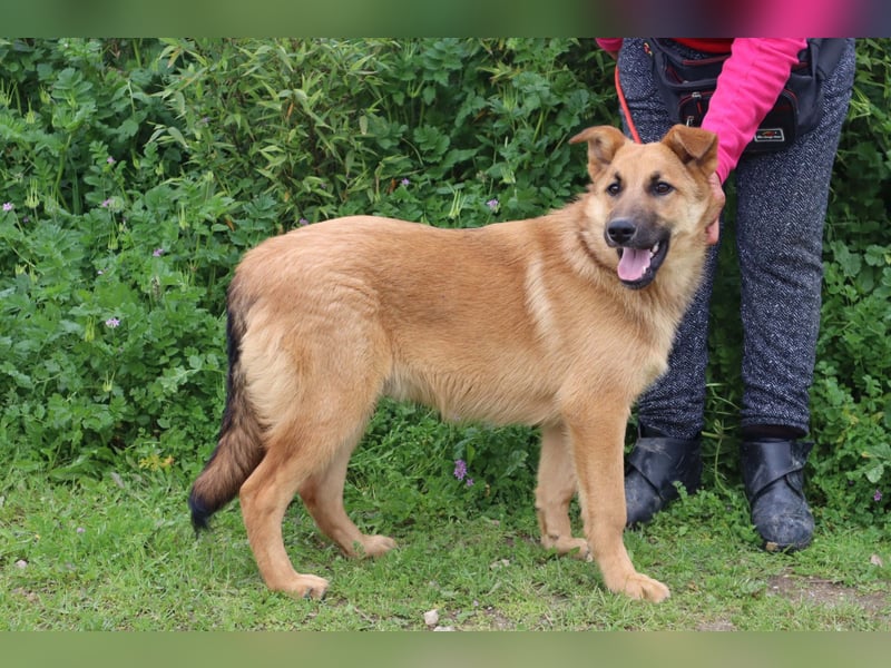 Boss, Mix Collie / Schäferhund, lieb und verträglich