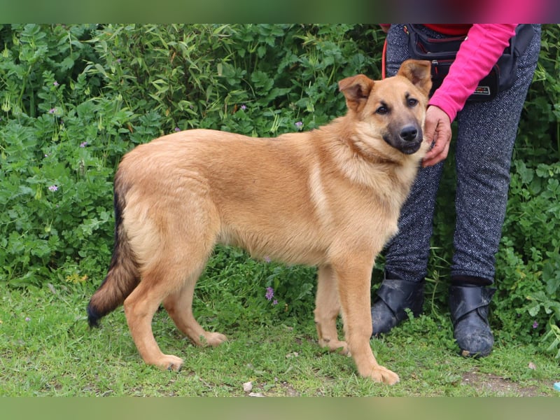 Boss, Mix Collie / Schäferhund, lieb und verträglich