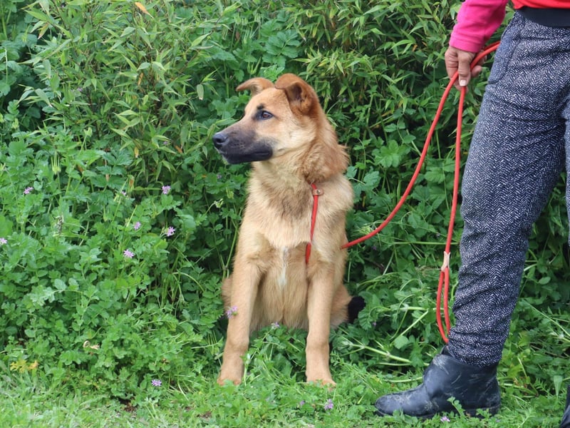 Boss, Mix Collie / Schäferhund, lieb und verträglich