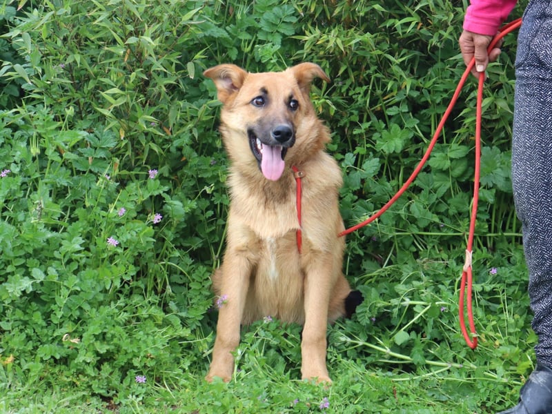 Boss, Mix Collie / Schäferhund, lieb und verträglich