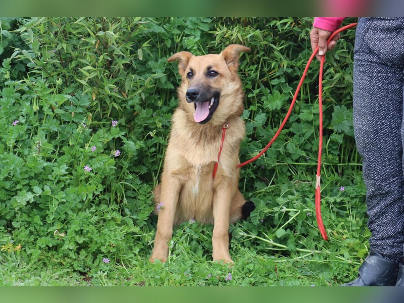 Boss, Mix Collie / Schäferhund, lieb und verträglich