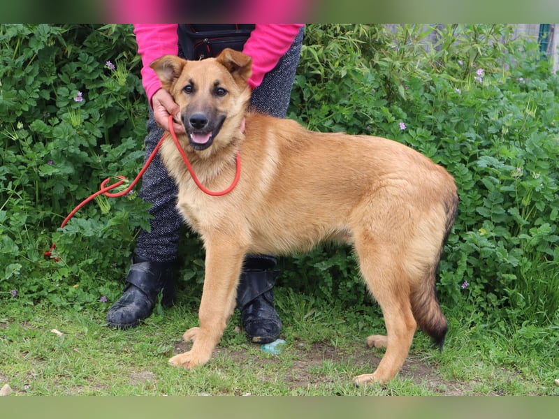 Boss, Mix Collie / Schäferhund, lieb und verträglich