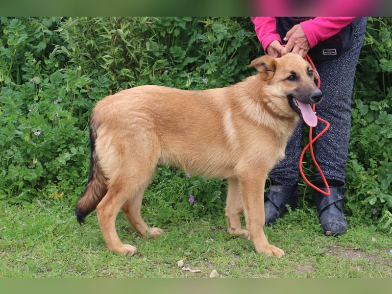 Boss, Mix Collie / Schäferhund, lieb und verträglich