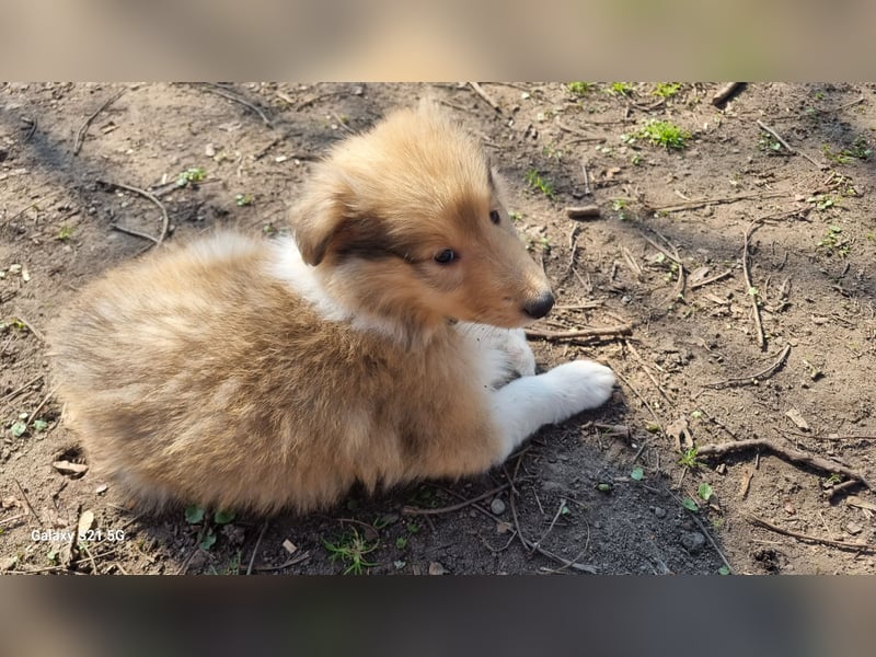 Collie