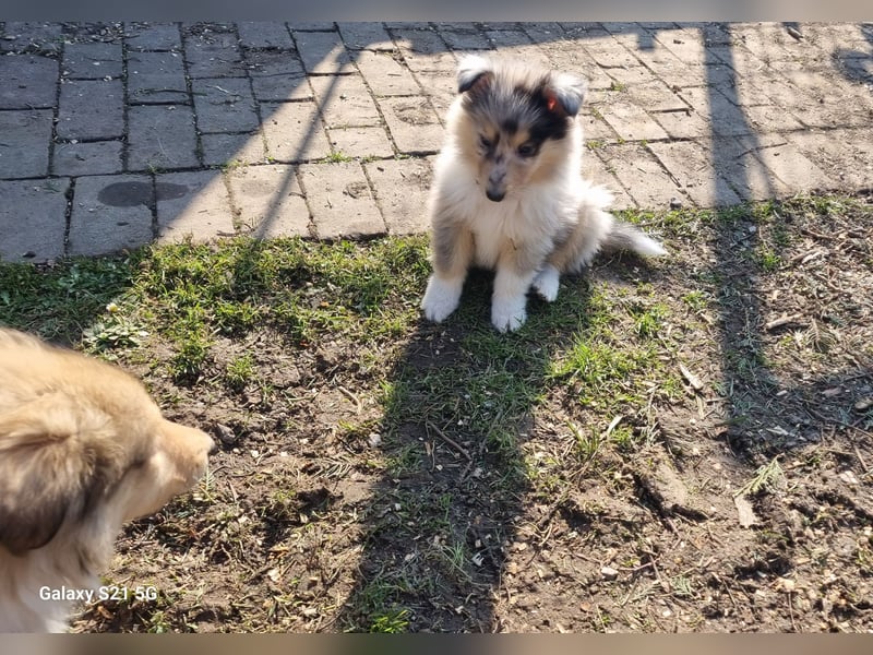 Collie