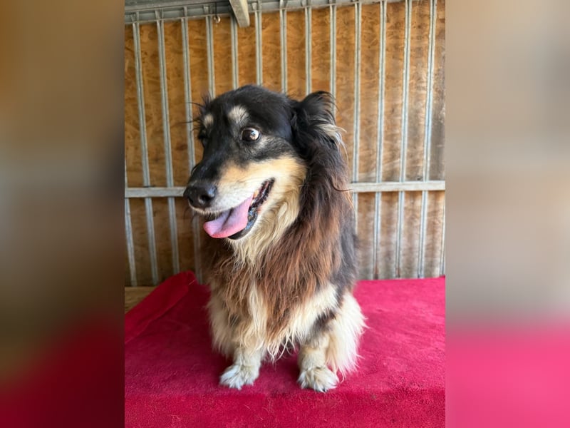 Gino, Collie-Mix, Rüde, geb. am 01.01.2018, 40 cm, -Notfall-