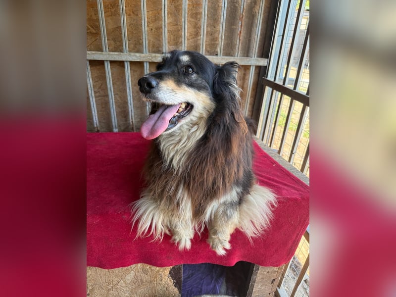 Gino, Collie-Mix, Rüde, geb. am 01.01.2018, 40 cm, -Notfall-