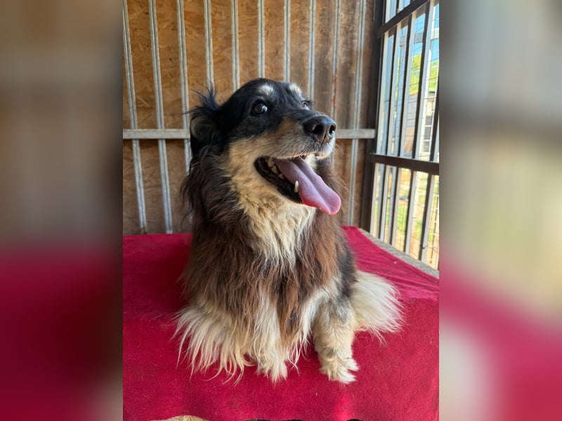 Gino, Collie-Mix, Rüde, geb. am 01.01.2018, 40 cm, -Notfall-