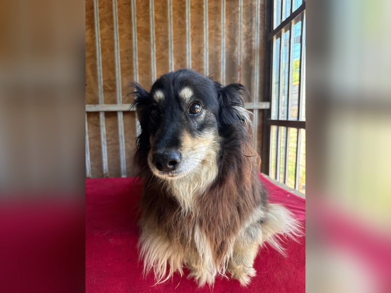 Gino, Collie-Mix, Rüde, geb. am 01.01.2018, 40 cm, -Notfall-