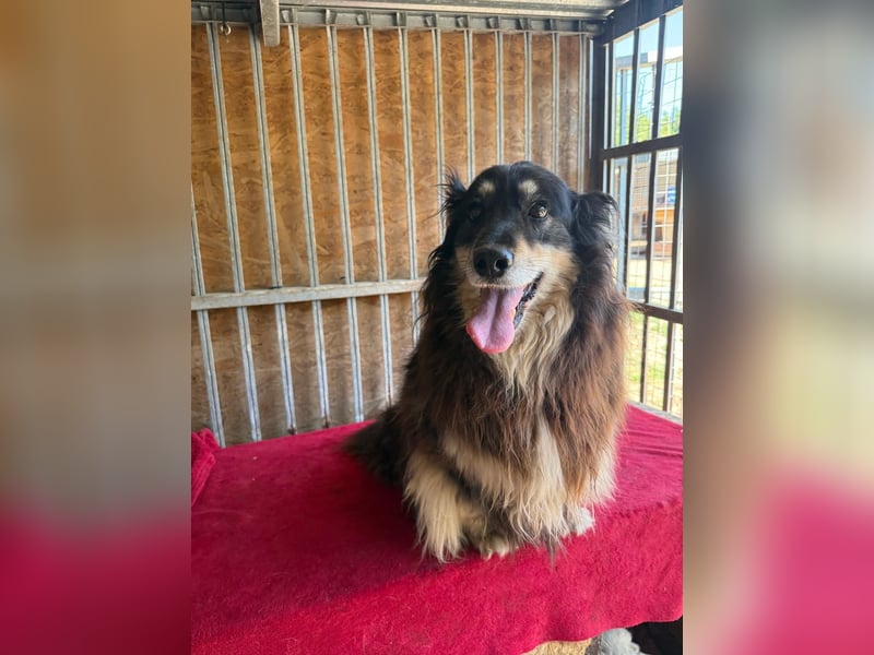 Gino, Collie-Mix, Rüde, geb. am 01.01.2018, 40 cm, -Notfall-