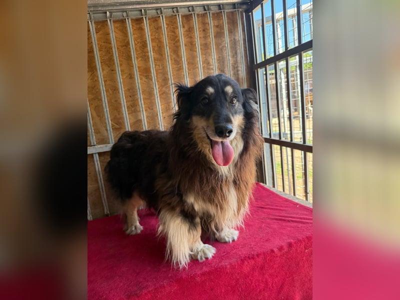 Gino, Collie-Mix, Rüde, geb. am 01.01.2018, 40 cm, -Notfall-