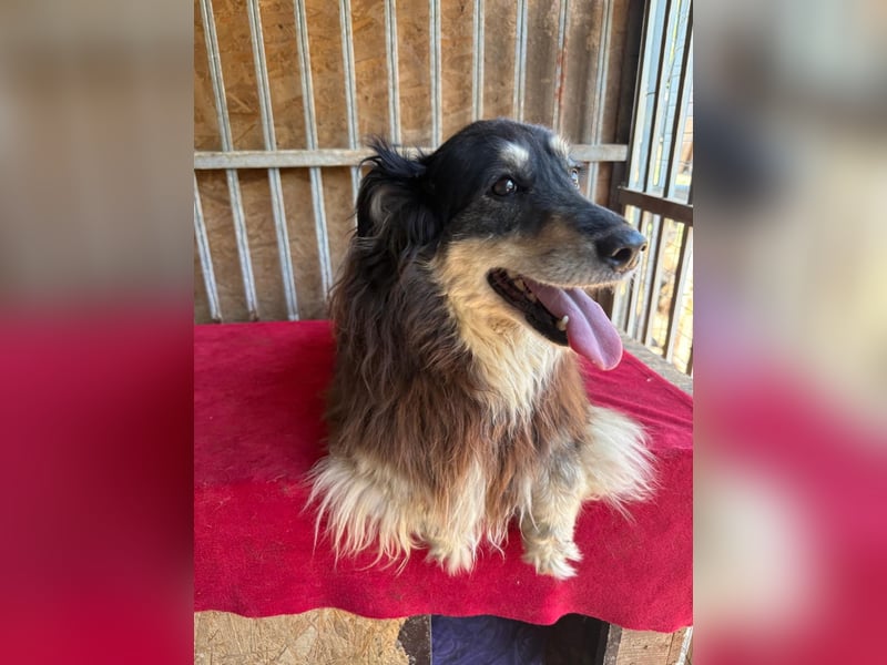 Gino, Collie-Mix, Rüde, geb. am 01.01.2018, 40 cm, -Notfall-
