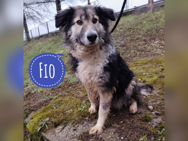 Fio ein trauriger Schatz