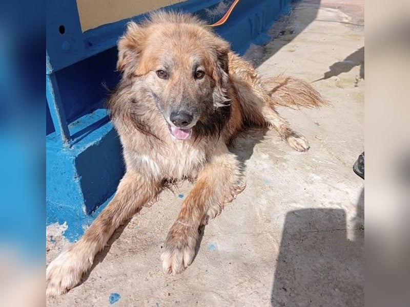 Honey, zurückhaltender Sanfter Collie Mix sucht ruhiges Zuhause