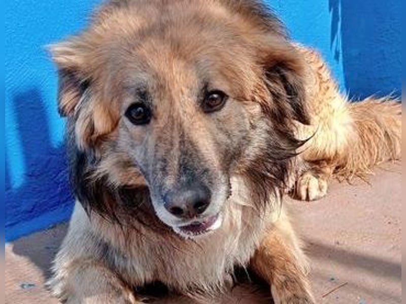 Honey, zurückhaltender Sanfter Collie Mix sucht ruhiges Zuhause