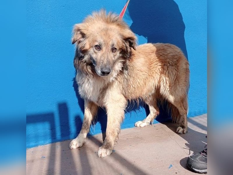 Honey, zurückhaltender Sanfter Collie Mix sucht ruhiges Zuhause