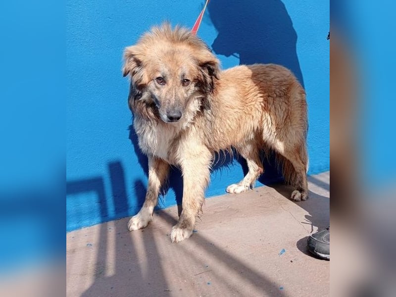 Honey, zurückhaltender Sanfter Collie Mix sucht ruhiges Zuhause
