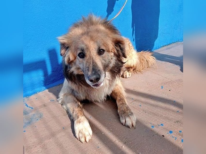 Honey, zurückhaltender Sanfter Collie Mix sucht ruhiges Zuhause