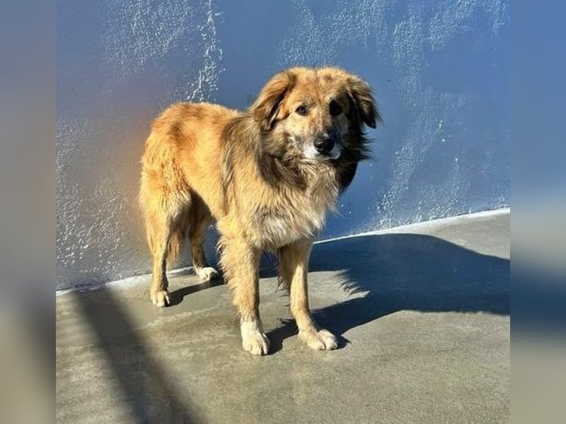 Honey, zurückhaltender Sanfter Collie Mix sucht ruhiges Zuhause