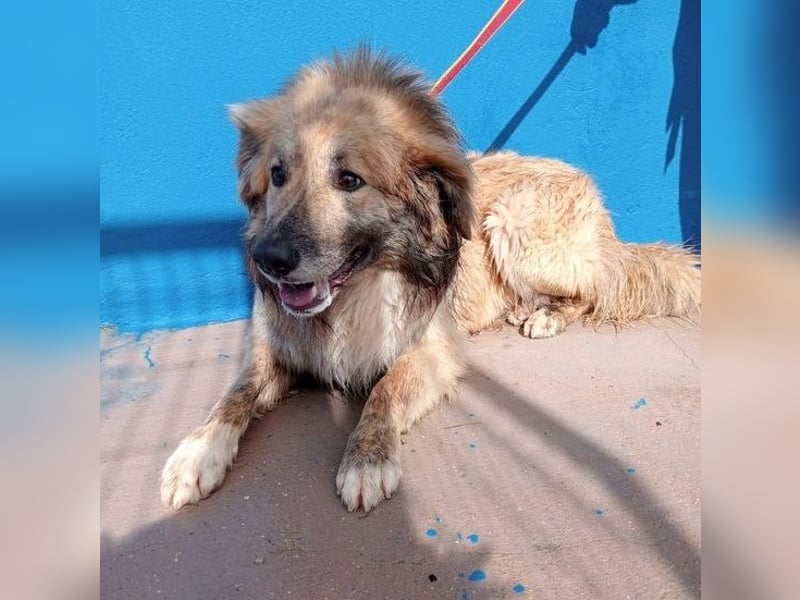 Honey, zurückhaltender Sanfter Collie Mix sucht ruhiges Zuhause