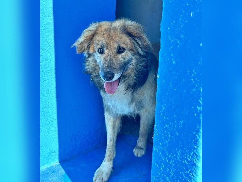 Honey, zurückhaltender Sanfter Collie Mix sucht ruhiges Zuhause