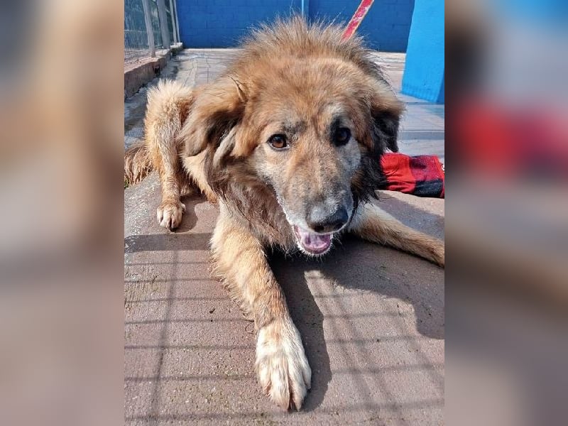 Honey, zurückhaltender Sanfter Collie Mix sucht ruhiges Zuhause
