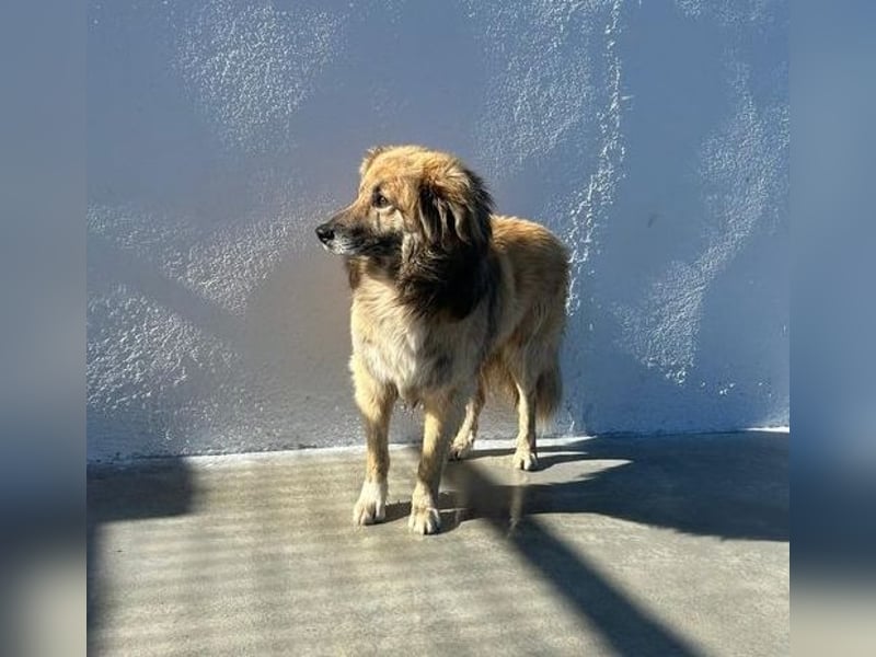 Honey, zurückhaltender Sanfter Collie Mix sucht ruhiges Zuhause