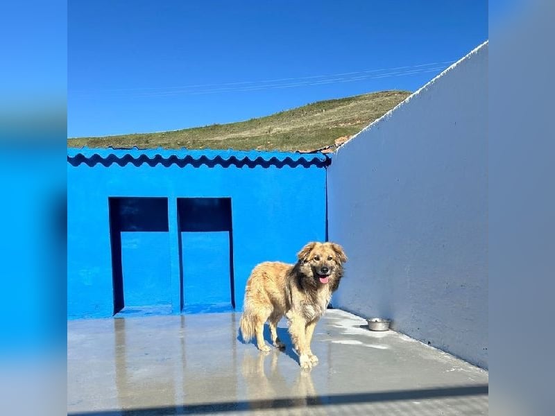 Honey, zurückhaltender Sanfter Collie Mix sucht ruhiges Zuhause
