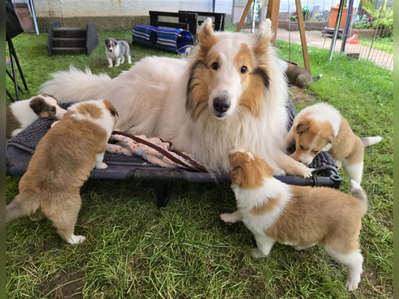 Championverpaarung Collie Amerikanische Linie 25 Frühjahr