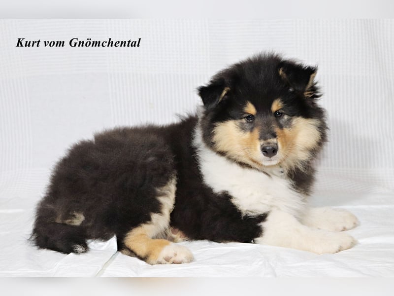 Collie Welpen aus VDH Zucht