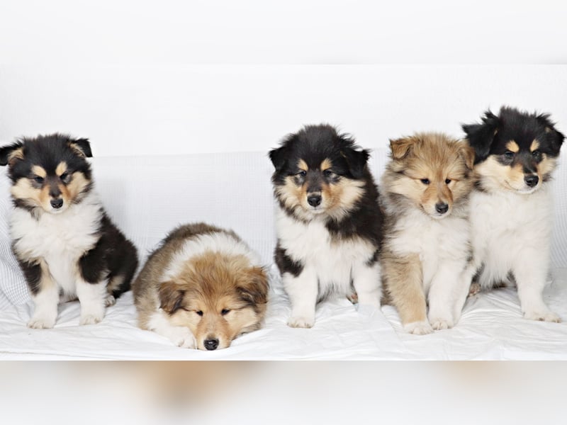 Collie Welpen aus VDH Zucht