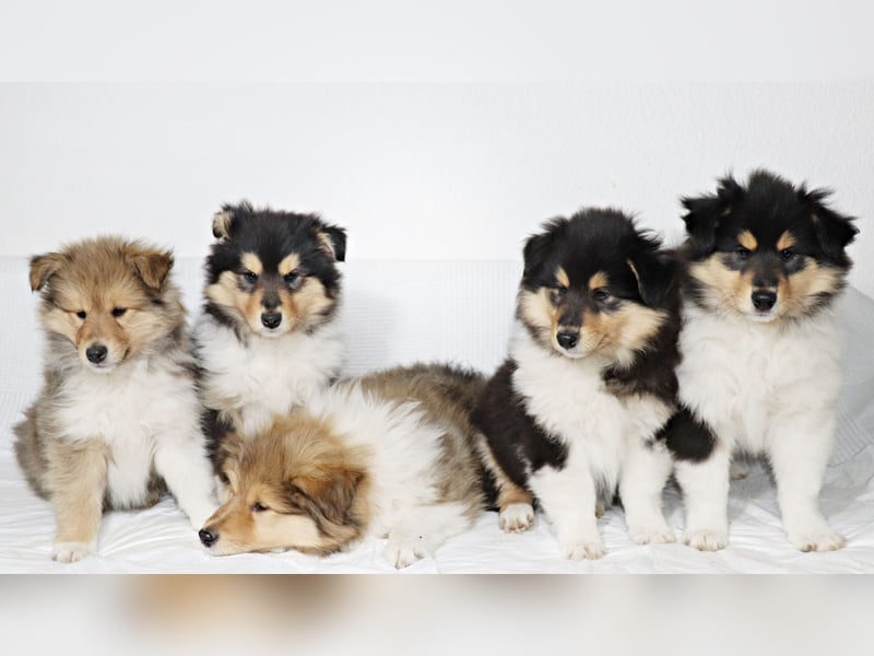 Collie Welpen aus VDH Zucht