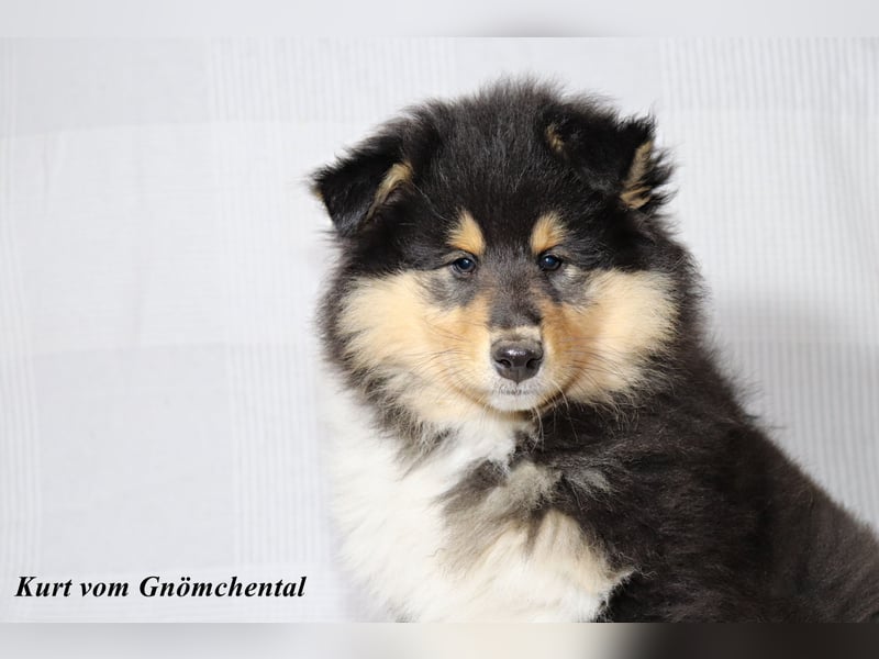 Collie Welpen aus VDH Zucht