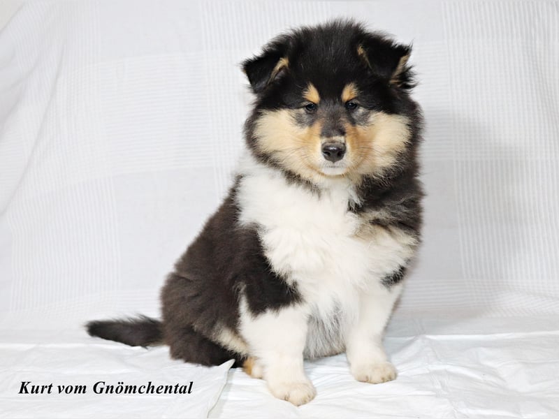 Collie Welpen aus VDH Zucht
