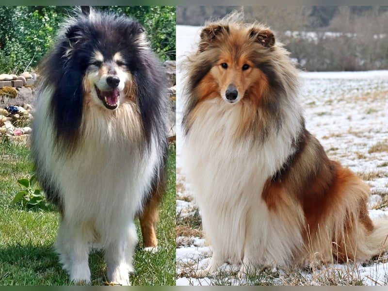 Collie Welpen aus VDH Zucht