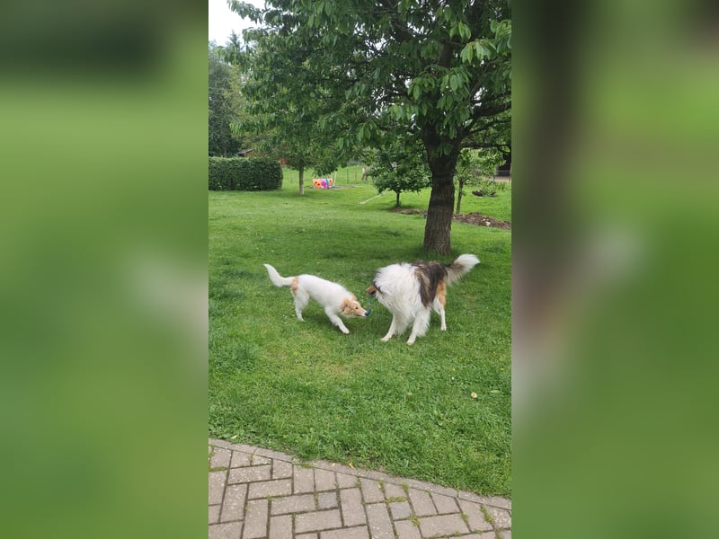 Lieber, aufgeschlossener Collierüde 3 Monate alt.