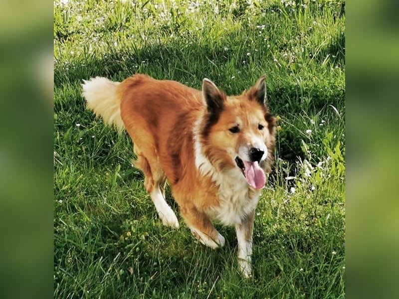 Benji, Collie Mischling, geb. 2013, liebenswerter Senior sucht seine Familie