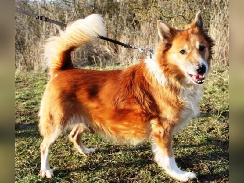 Benji, Collie Mischling, geb. 2013, liebenswerter Senior sucht seine Familie