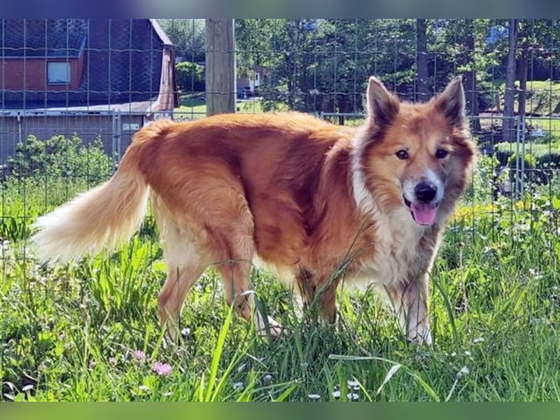 Benji, Collie Mischling, geb. 2013, liebenswerter Senior sucht seine Familie